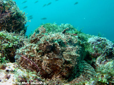 Afrikanischer Drachenkopf (Scorpaena laevis)