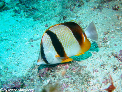 Robuster Falterfisch (Chaetodon robustus)