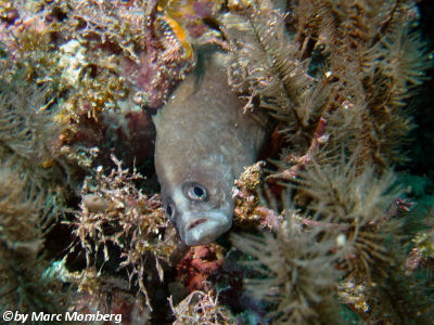 Atlantischer Seifenbarsch (Rypticus saponaceus)