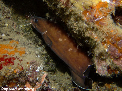 Atlantischer Schlangenfisch (Brotula barbata)