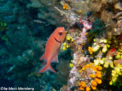 Schwarzstreifen-Soldatenfisch (Myripristis jacobus)