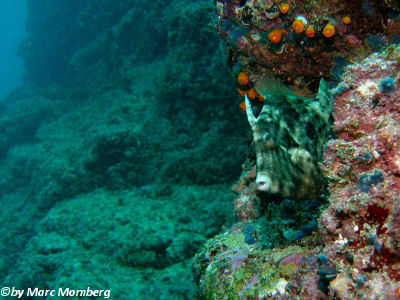 Brauner Feilenfisch (Stephanolepis hispidus)