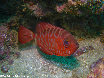 Glasauge (Heteropriacanthus cruentatis)