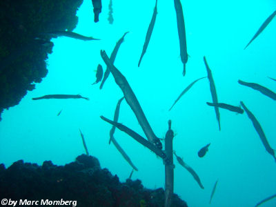 Ostatlantische Trompetenfische (Aulostomus strigosus)