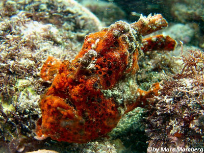 Rckenfleck-Anglerfisch (Antennarius nummifer)