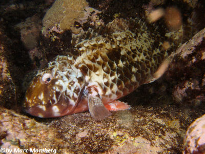 Europ. Papageifisch (Sparisoma frondosum)