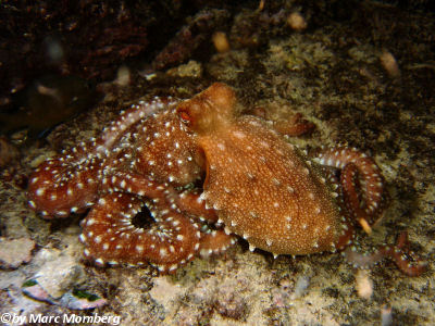 Gemeine Krake (Octopus vulgaris)