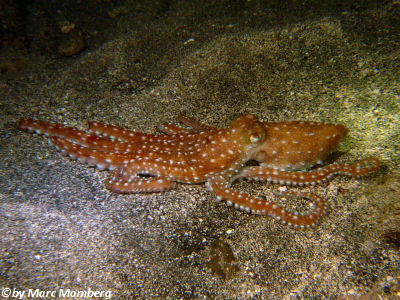 Gemeine Krake (Octopus vulgaris)