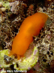 Pfirsichschnecke (Berthellina engli)