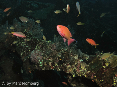 Fahnenbarsche (Pseudanthias ?)