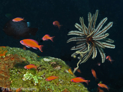 Fahnenbarsche (Pseudanthias ?)