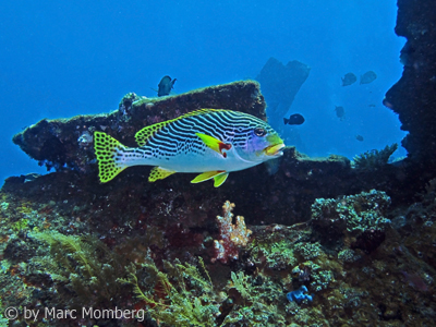 Slippe (Plectorhinchus lineatus)