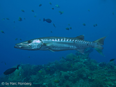 Barrakuda (Sphyraena barracuda)