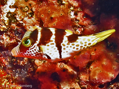 Kugelfisch (Canthigaster valentini)