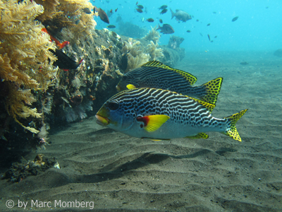 Slippe (Plectorhinchus lineatus)