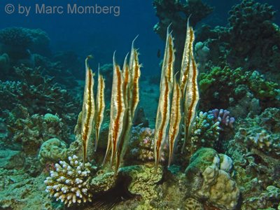 Gepunkteter Schnepfenmesserfisch (Aeoliscus punctulatus)