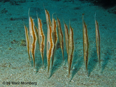 Gepunkteter Schnepfenmesserfisch (Aeoliscus punctulatus)