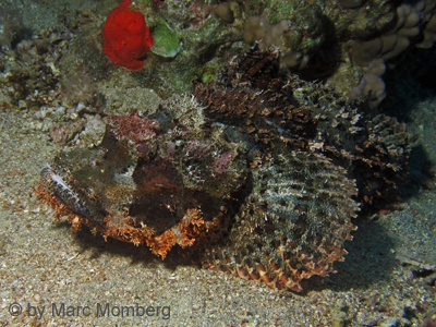 Brtiger Drachenkopf (Scorpaenopsis barbata)