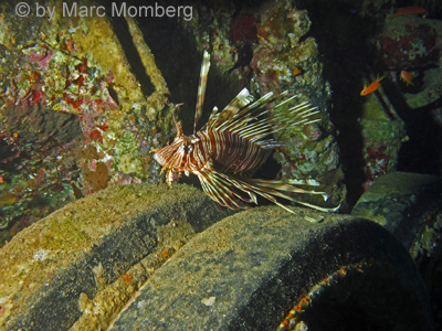 Rotfeuerfisch (Pterois muricata)