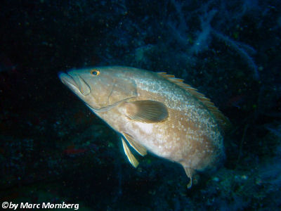 Atlantischer Insel-Zackenbarsch (Mycteroperca fusca)